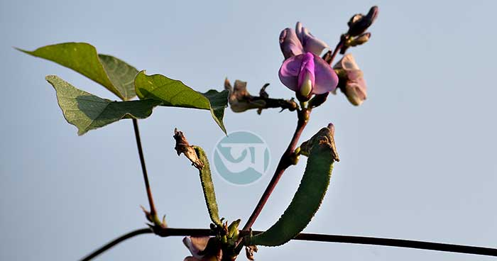 শিমে সৌন্দর্যময় শীতের সীতাকুণ্ড