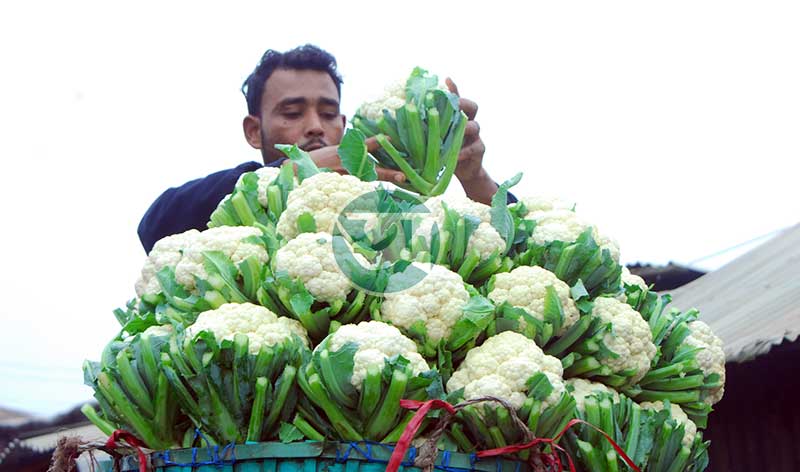 শীতের সবজির সুন্দর সমারোহে