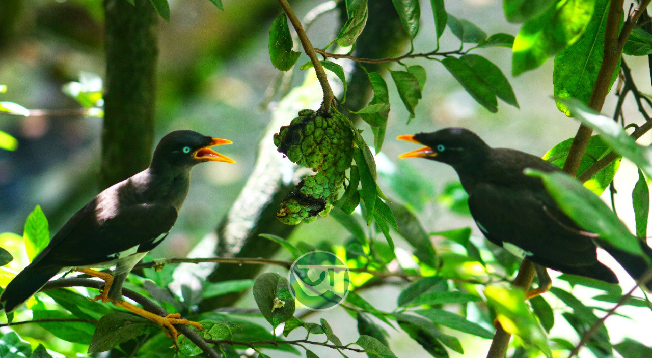 শালিকেরা ভাগাভাগি করে খেলো গাছে পাকা শরিফা। ছবি: আবু সাইদ কাকন