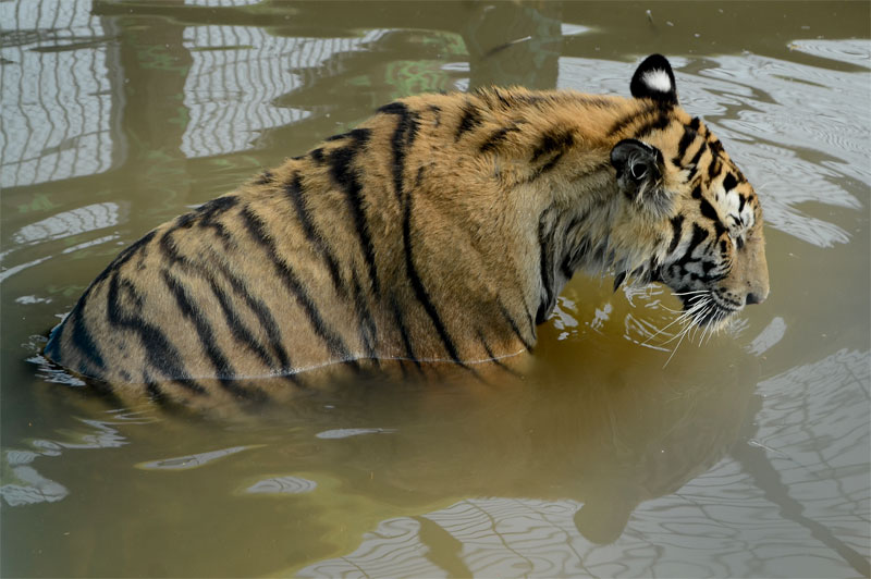 তপ্ত দুপুরে গোসলে বাঘের দল