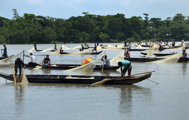 হালদা নদীতে মাছের ডিম ছাড়ার দিনে