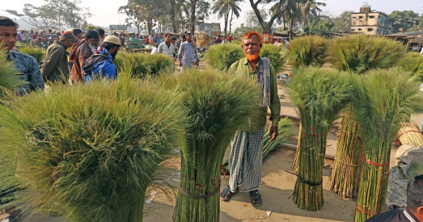 শীতের শেষে এই ফুল সংগ্রহ করা হয়। ছবি: কমল দাশ