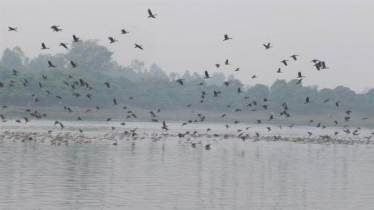 অতিথি পাখিতে মুখর ঠাকুরগাঁওয়ের রামরাই দিঘি