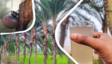 নিপাহ ভাইরাসে এক নারীর মৃত্যু, খেজুরের রস পানে সতর্কতার পরামর্শ