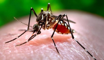 ডেঙ্গুর ‘উচ্চঝুঁকিতে’ রাজধানীর ১৮টি ওয়ার্ড