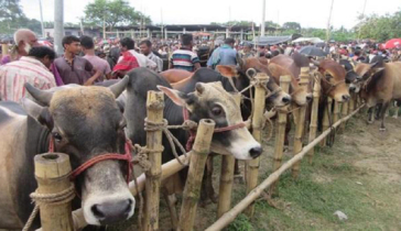 রাজধানীর যেসব স্থানে বসবে কোরবানির পশুর হাট