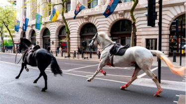 লন্ডনের রাস্তায় রাজকীয় পাগলা ঘোড়ার কাণ্ড, আহত ৫ লন্ডনের রাস্তায় রাজকীয় পাগলা ঘোড়ার কাণ্ড, আহত ৫