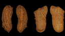 ইউরোপের প্রাচীনতম জুতা খুঁজে পেল বিজ্ঞানীরা