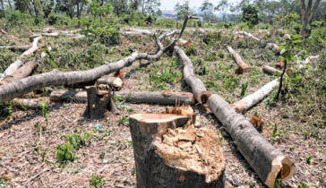 পরিবেশ রক্ষায় ঢাকাসহ সারা দেশে গাছ কাটা বন্ধে রিট