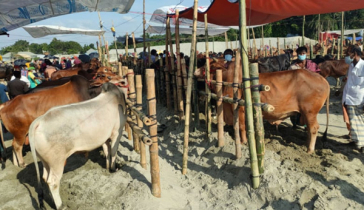 নদী কেন্দ্রীক ১০৮ পশুর হাটের নিরাপত্তা দেবে নৌ পুলিশ