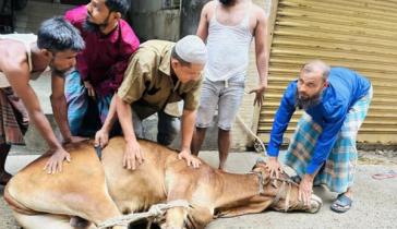 মহল্লায় মহল্লায় চলছে পশু কোরবানি