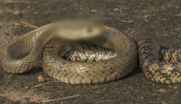 মানুষের কামড়ে সাপের মৃত্যু